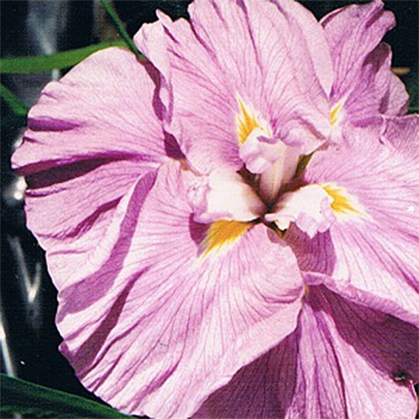 Iris du Japon - Iris ensata Worley Pink (Floraison)