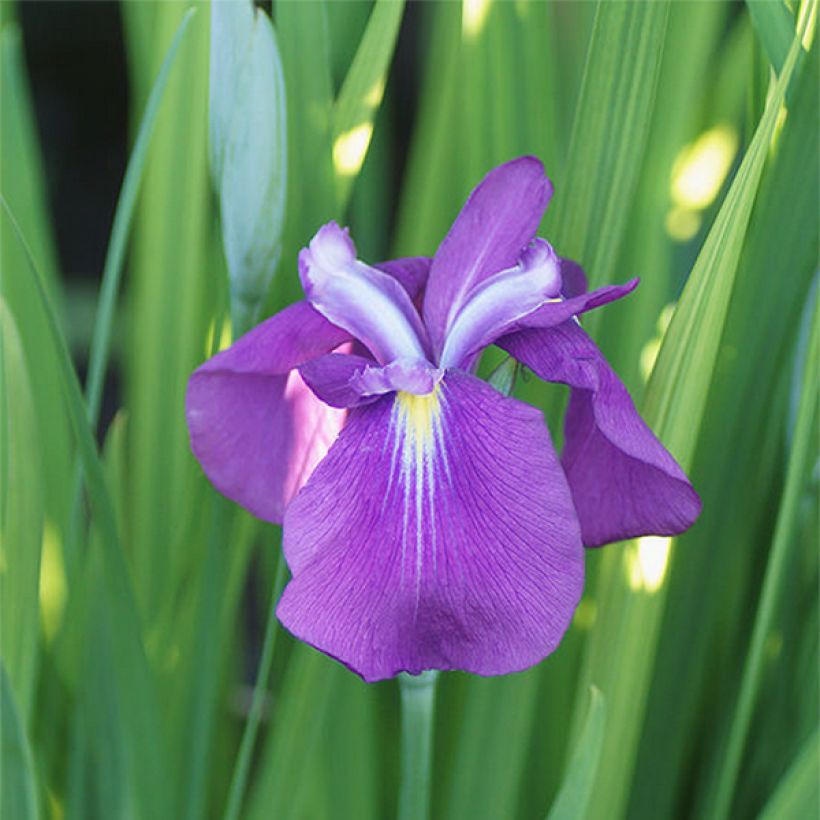 Iris du Japon - Iris ensata Yezo Nishiki (Floraison)