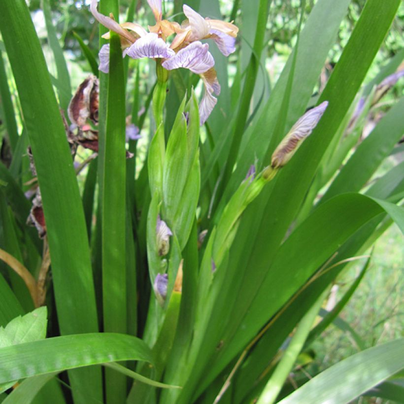 Iris foetidissima - Iris fétide (Feuillage)