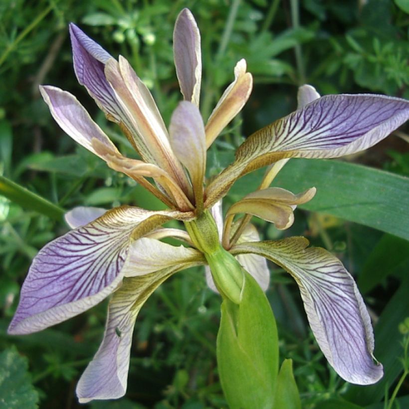 Iris foetidissima - Iris fétide (Floraison)