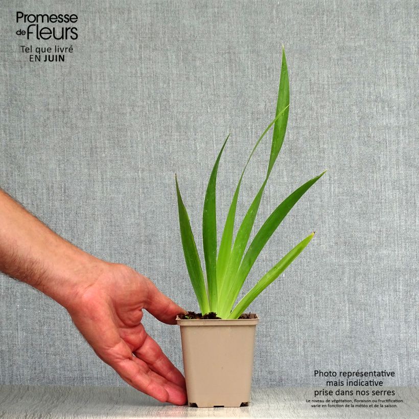 Spécimen de Iris foetidissima - Iris fétide Godet de 8/9 cm tel que livré en été