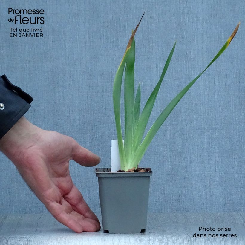 Spécimen de Iris foetidissima - Iris fétide tel que livré en hiver