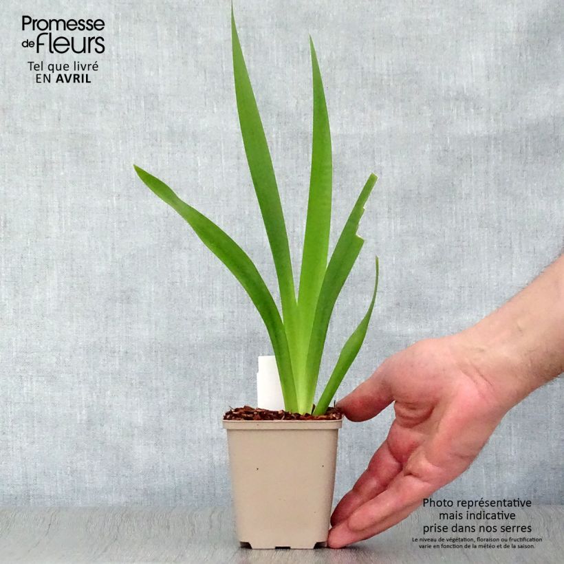 Spécimen de Iris foetidissima - Iris fétide Godet de 8 cm tel que livré au printemps