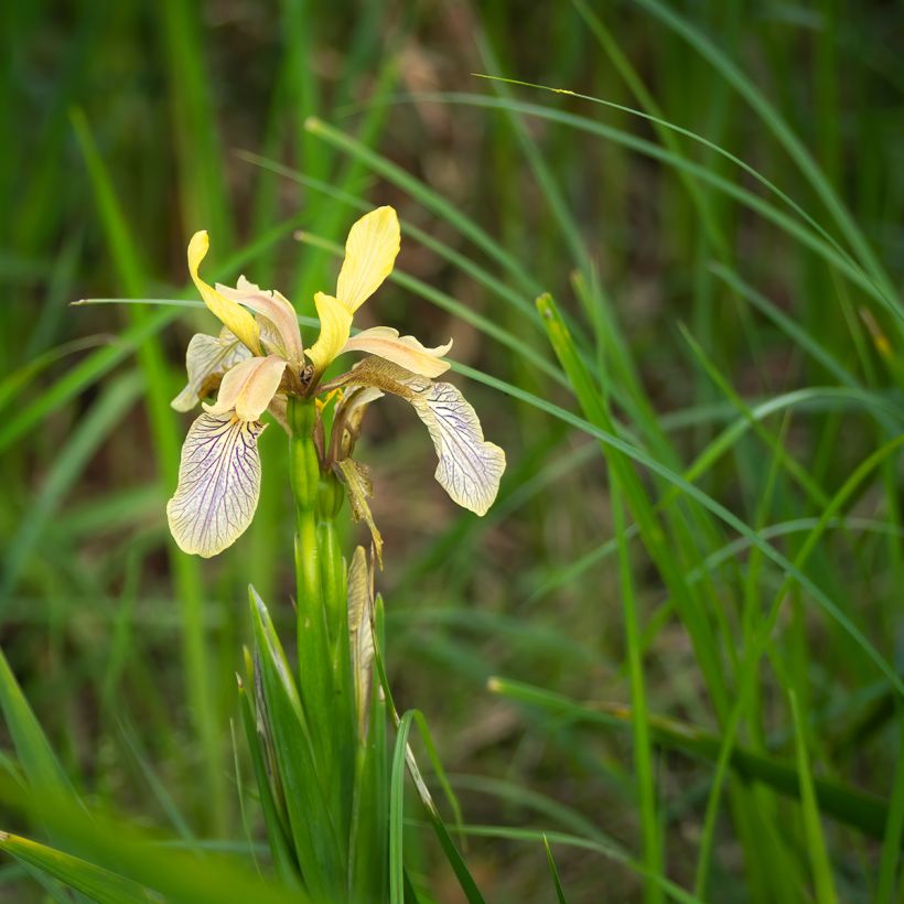 Iris foetidissima - Iris fétide (Port)