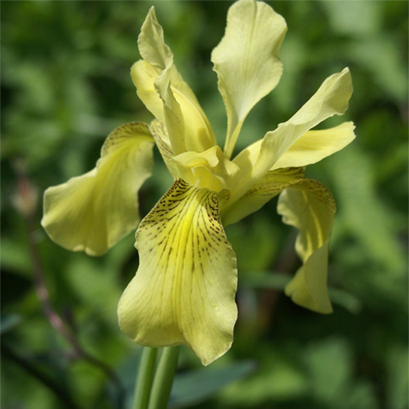 Iris de Sibérie - Iris forrestii (Floraison)