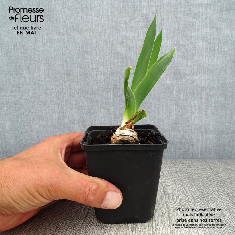 Spécimen de Iris germanica Abondante Floraison - Iris des Jardins Rhizome ou godet tel que livré au printemps