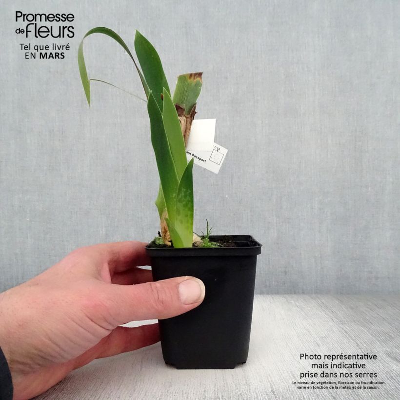 Spécimen de Iris germanica Above The Rim - Iris des Jardins Rhizome ou godet tel que livré au printemps