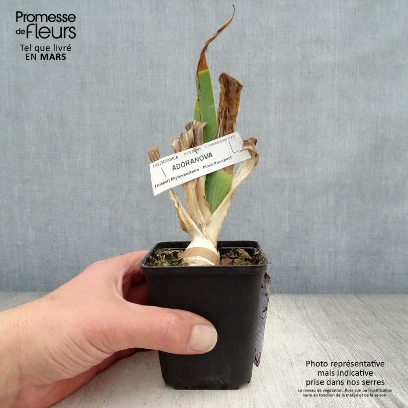 Spécimen de Iris germanica Adoranova - Iris des Jardins Rhizome ou godet tel que livré au printemps