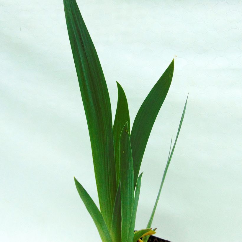 Iris germanica Alizes - Iris des Jardins (Feuillage)
