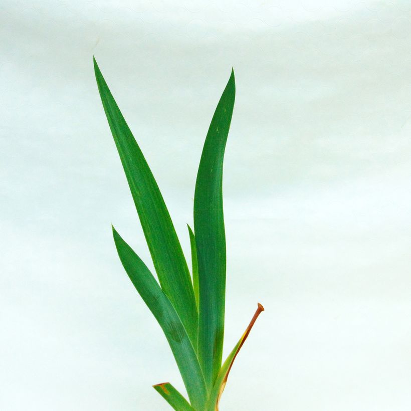 Iris germanica Amethyst Dancer - Iris des jardins (Feuillage)