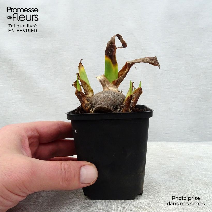 Spécimen de Iris germanica Amethyst Dancer - Iris des jardins Godet de 8/9 cm tel que livré en hiver