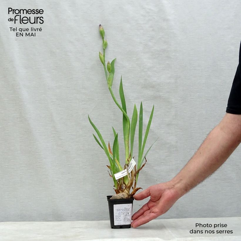 Spécimen de Iris germanica Amethyst Dancer - Iris des jardins Rhizome tel que livré au printemps