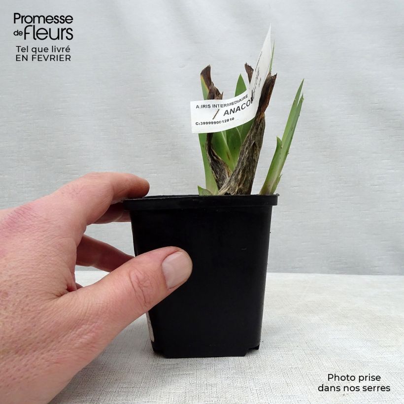 Spécimen de Iris germanica Anaconda Love - Iris des Jardins Rhizome tel que livré en hiver