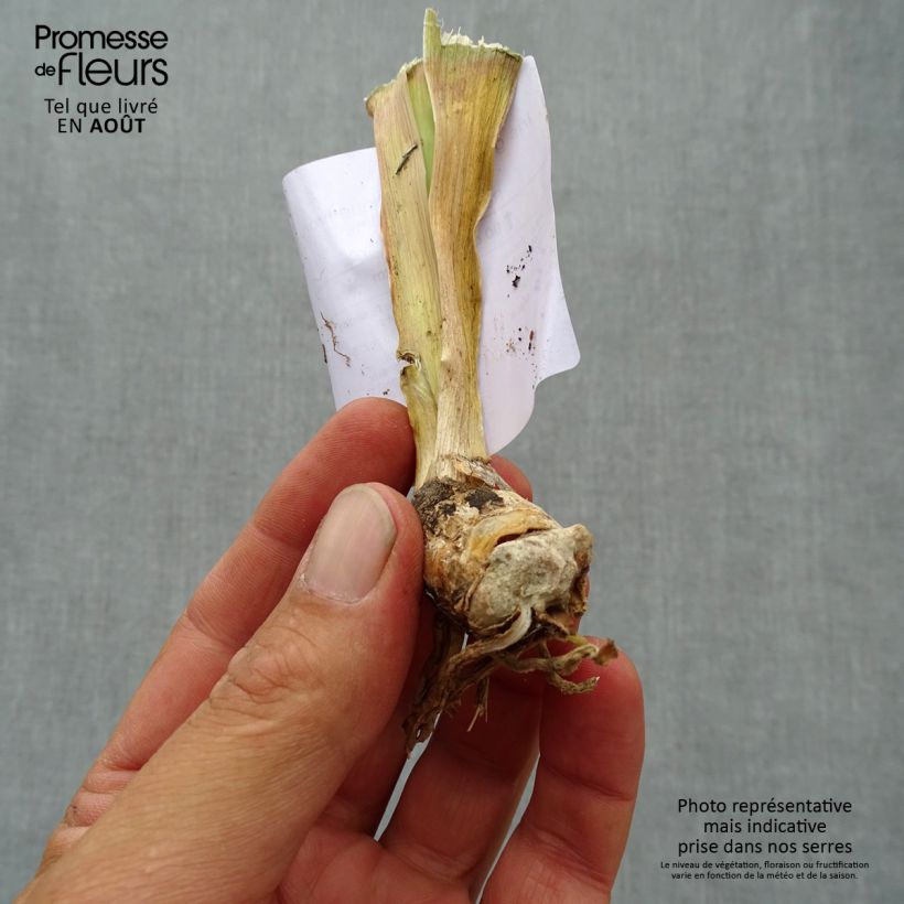 Spécimen de Iris germanica Antique Ivory - Iris des Jardins  Godet de 8/9 cm, Calibre 4/6 tel que livré en été