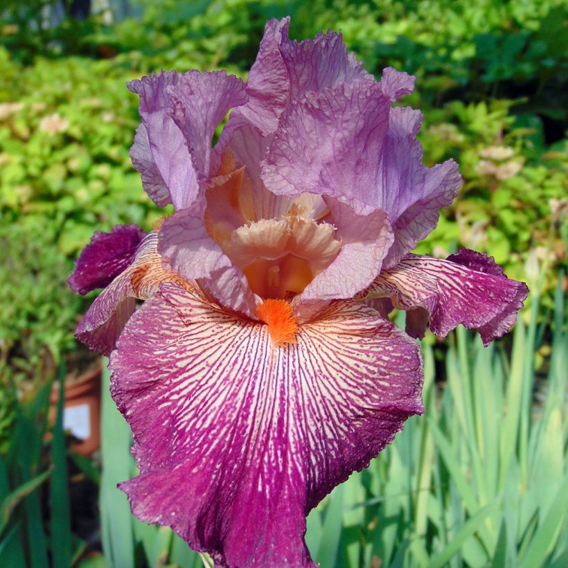 Iris germanica Anything Goes (Floraison)