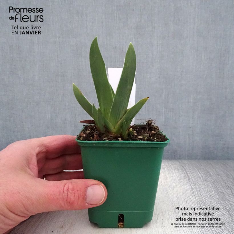 Spécimen de Iris germanica Arpège - Iris des Jardins Godet de 8/9 cm tel que livré en hiver