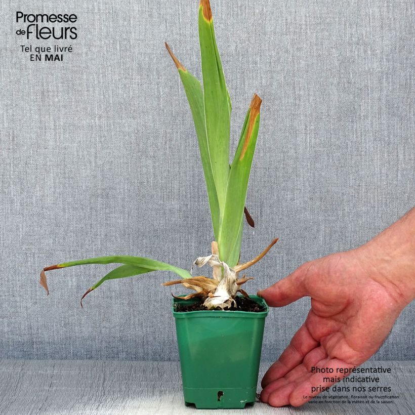 Spécimen de Iris germanica Arpège - Iris des Jardins Godet de 8/9 cm tel que livré au printemps