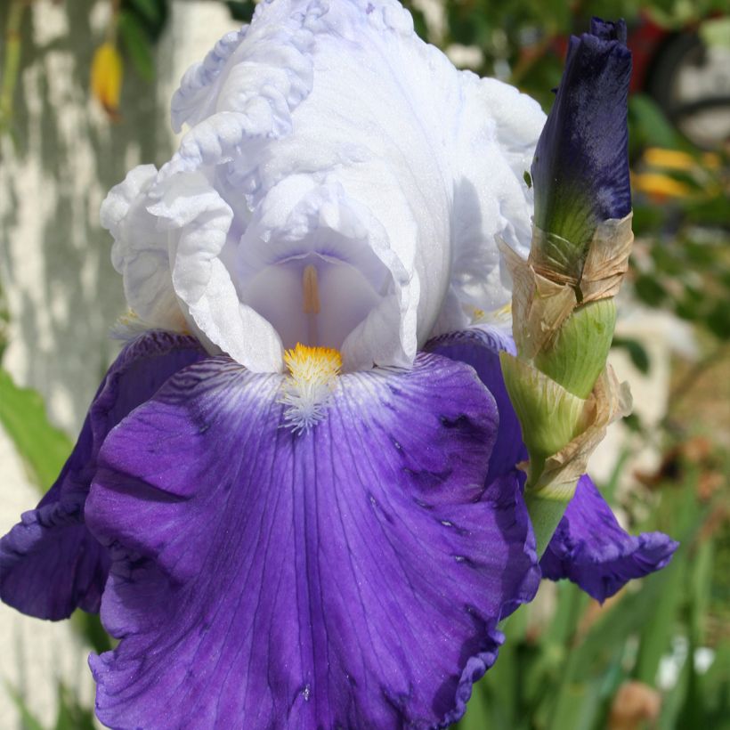 Iris germanica Arpège - Iris des Jardins (Floraison)