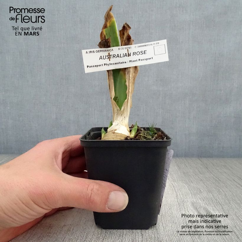 Spécimen de Iris germanica Australian Rose - Iris des Jardins Rhizome ou godet tel que livré au printemps