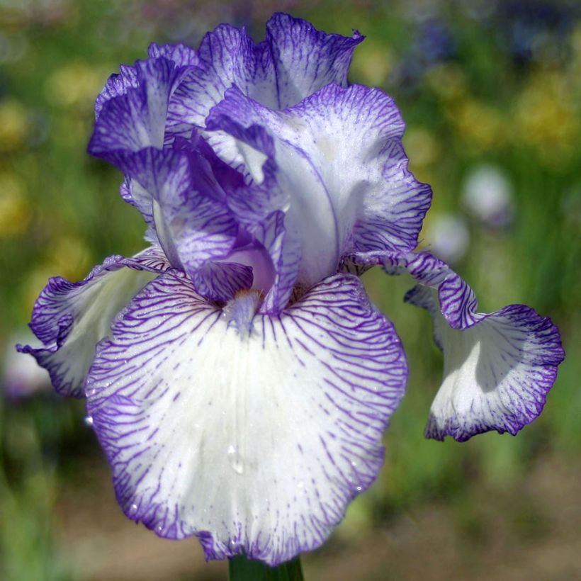 Iris germanica Autumn Circus - Iris des Jardins (Floraison)