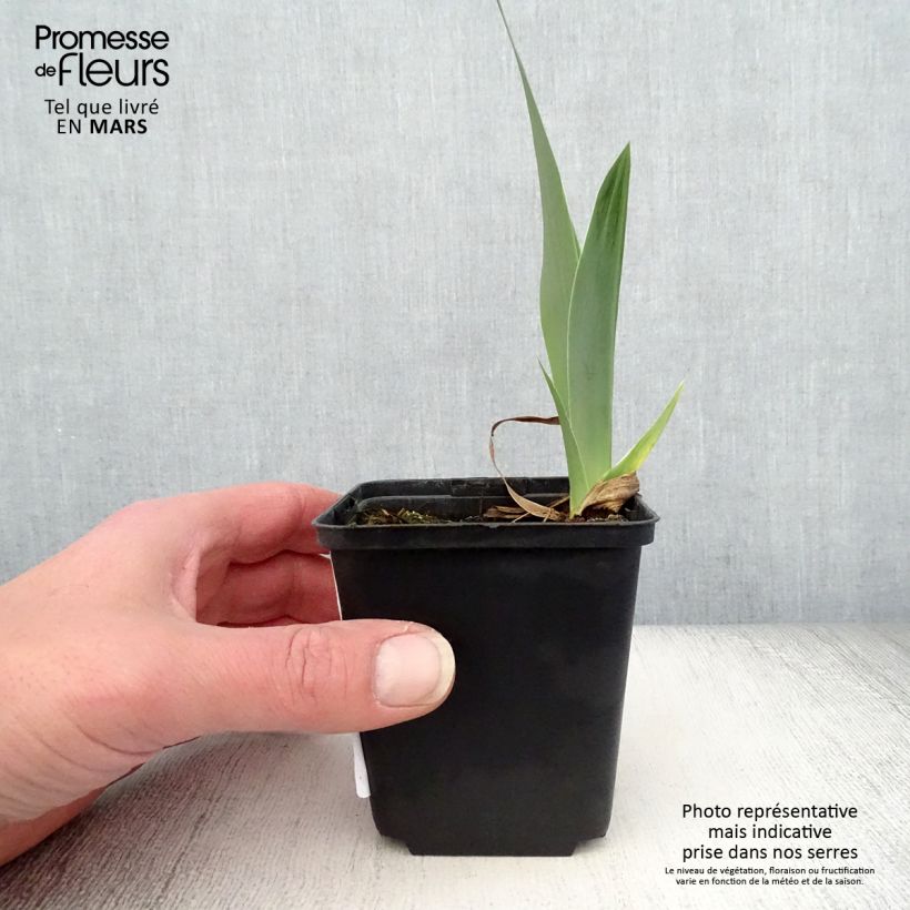Spécimen de Iris germanica Autumn Circus - Iris des Jardins Rhizome tel que livré au printemps