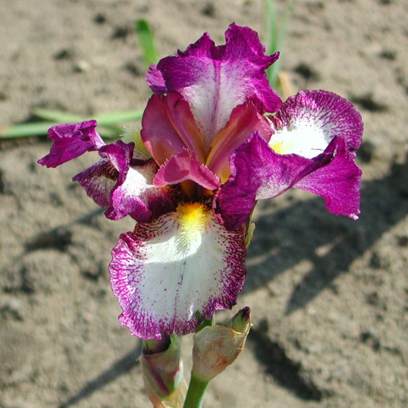 Iris germanica Autumn Encore - Iris des Jardins remontant (Floraison)