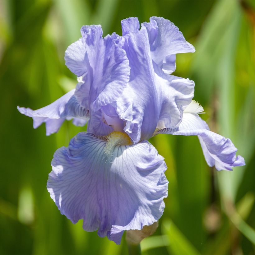 Iris germanica Waterline - Iris des Jardins (Floraison)