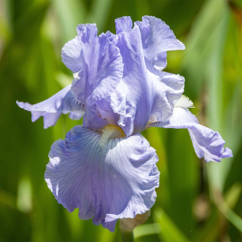 Iris germanica Babbling Brook - Iris des Jardins (Floraison)