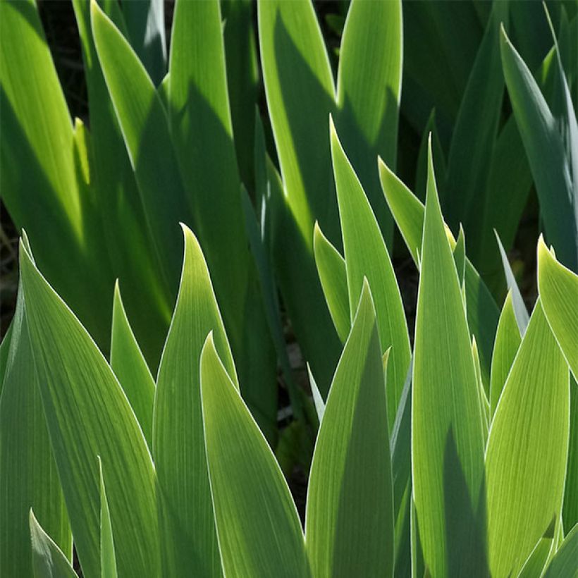 Iris germanica Ballet Lesson - Iris des Jardins Lilliput (Feuillage)