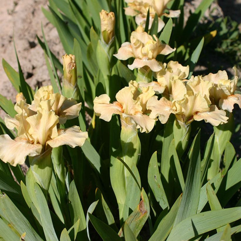 Iris germanica Ballet Lesson - Iris des Jardins Lilliput (Floraison)