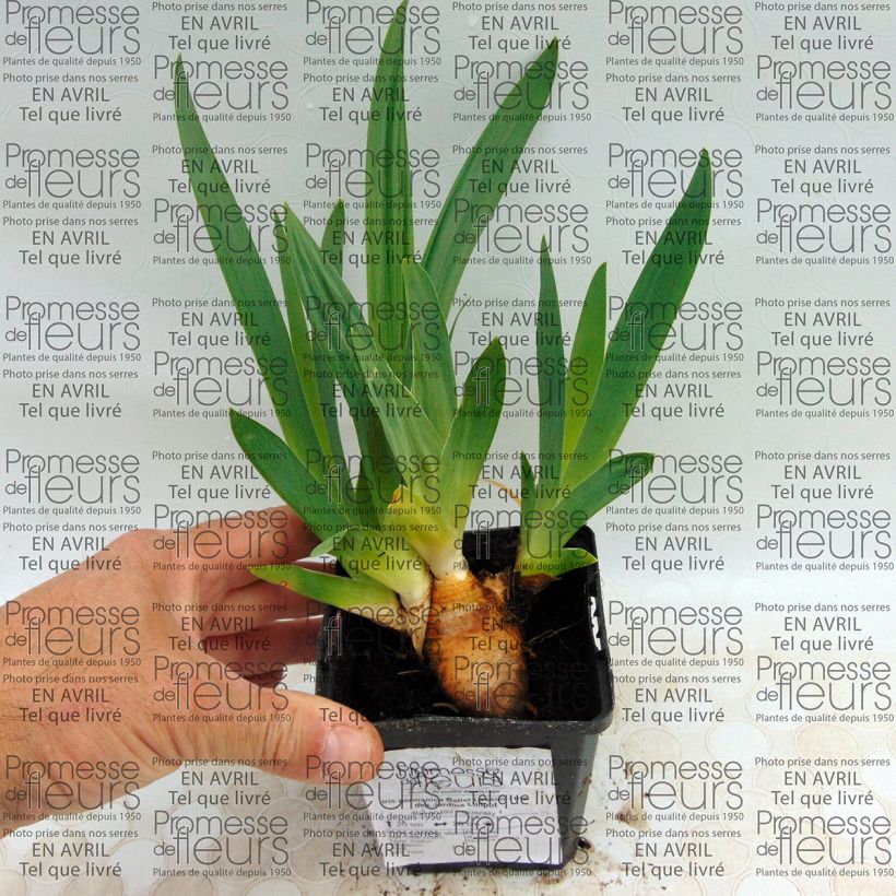 Exemple de spécimen de Iris germanica Ballet Lesson - Iris des Jardins Lilliput Rhizome ou godet tel que livré