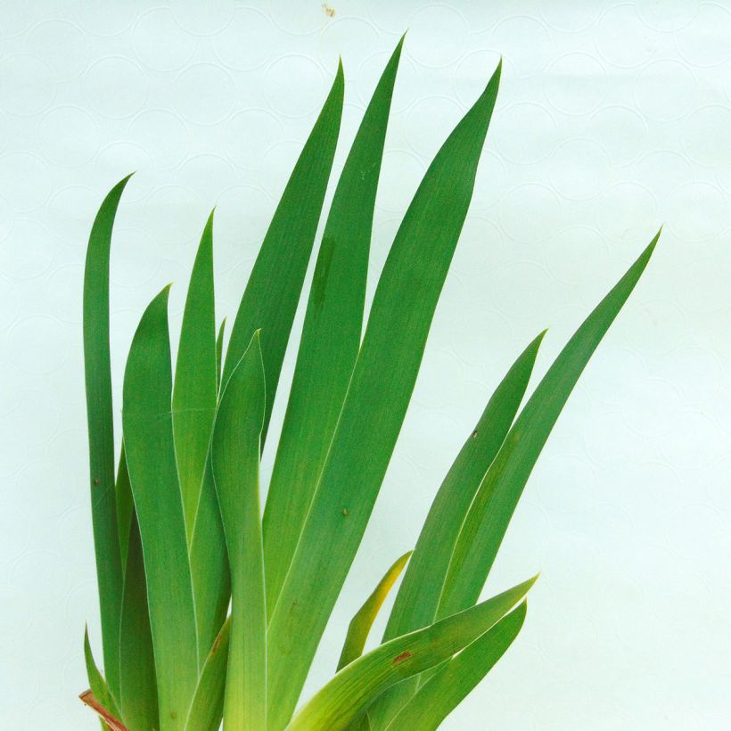 Iris germanica Batik - Shazam - Iris des jardins (Feuillage)