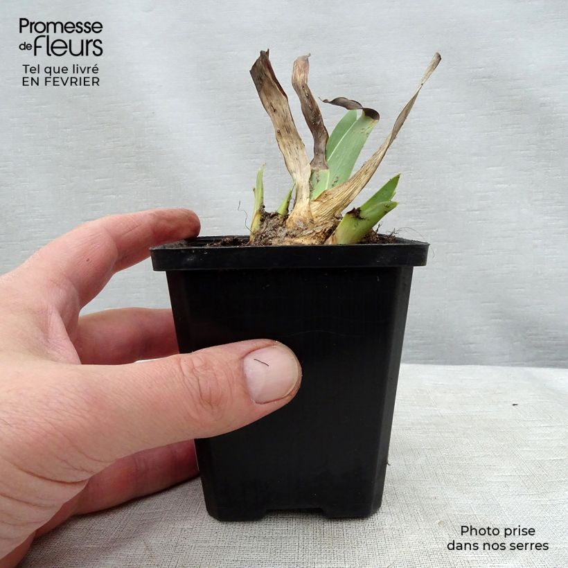Spécimen de Iris germanica Batik - Shazam - Iris des jardins Rhizome tel que livré en hiver