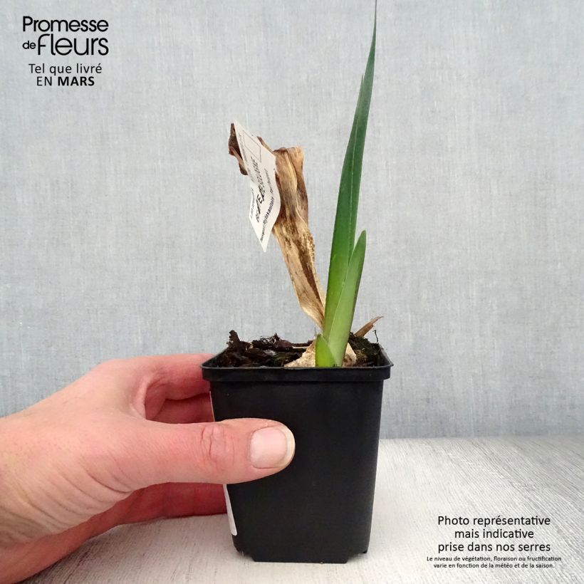 Spécimen de Iris germanica Beauté De Sologne - Iris des Jardins Rhizome ou godet tel que livré au printemps