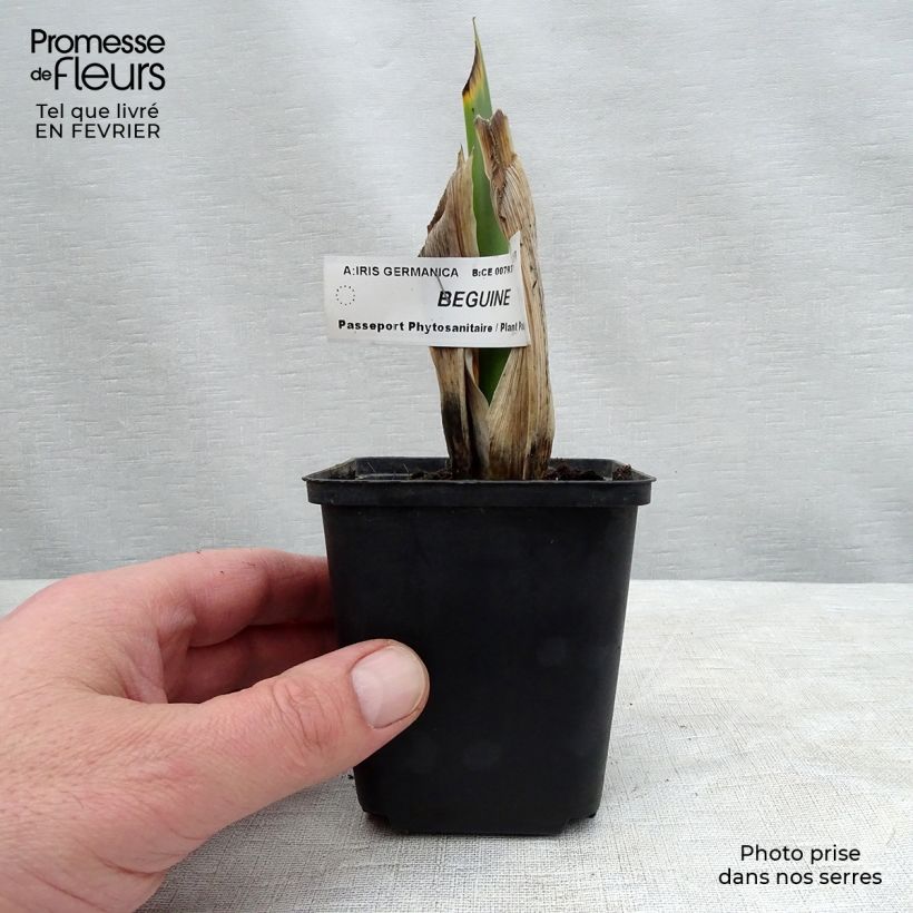 Spécimen de Iris germanica Beguine Godet de 8/9 cm tel que livré en hiver