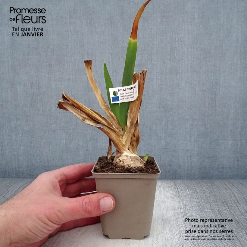Spécimen de Iris germanica Belle Surprise - Grand Iris des Jardins Rhizome, Calibre 10/15, qualité extra tel que livré en hiver
