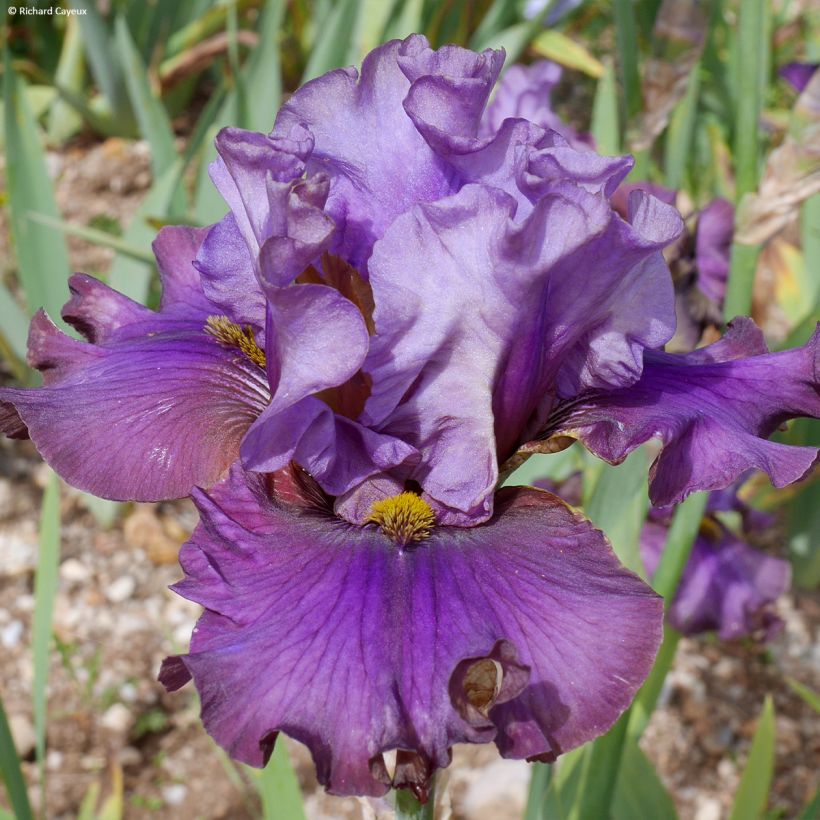 Iris germanica Belle Surprise - Grand Iris des Jardins (Floraison)