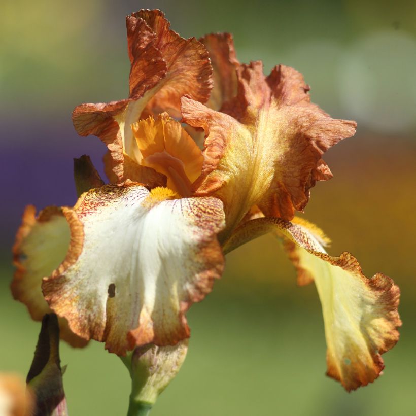 Iris germanica Belvi Queen - Iris des Jardins remontant (Floraison)