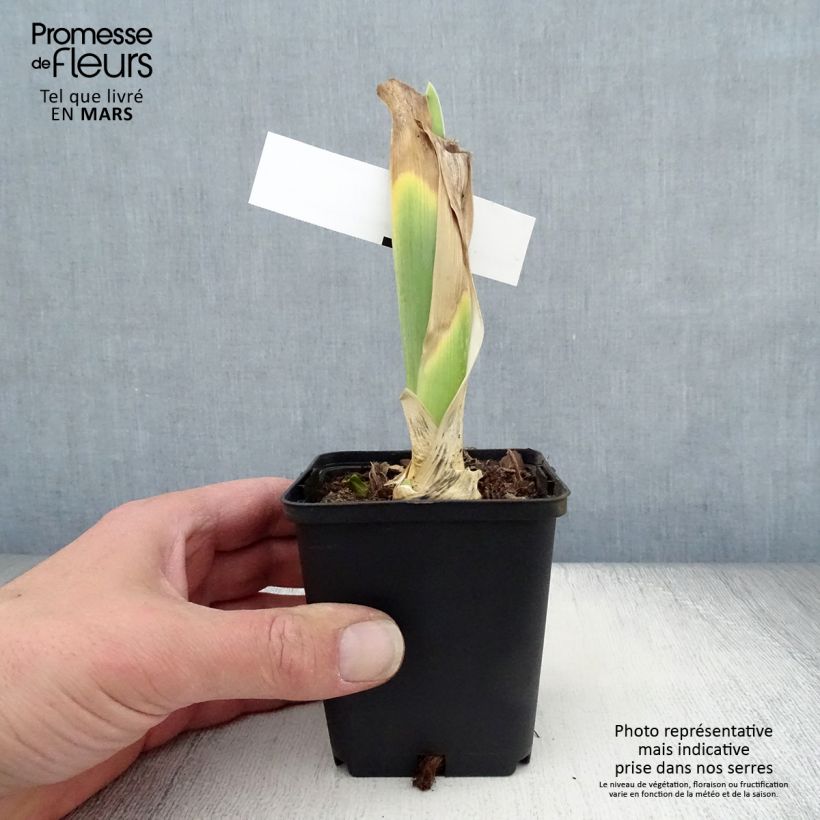 Spécimen de Iris germanica Bewitchment - Iris des Jardins Rhizome ou godet tel que livré au printemps
