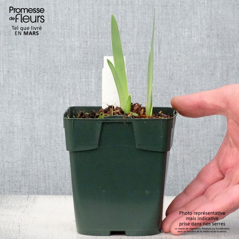 Spécimen de Iris germanica Black Knight - Iris des jardins  Rhizome ou Godet de 8/9 cm tel que livré au printemps
