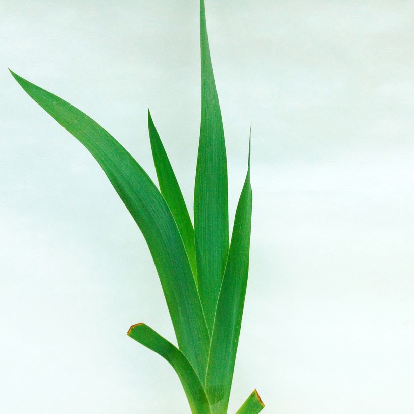 Iris germanica Black Suited (Feuillage)
