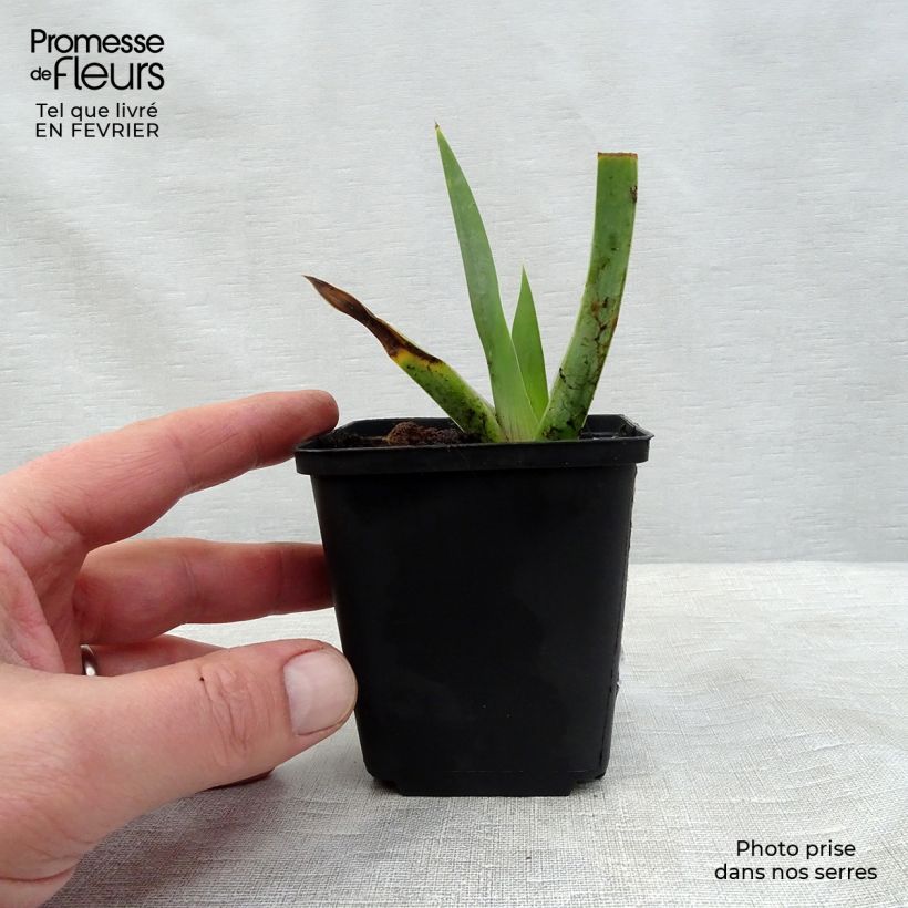 Spécimen de Iris germanica Black Suited Rhizome tel que livré en hiver