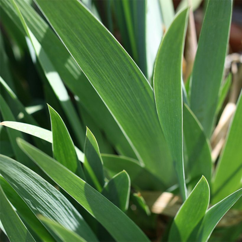 Iris germanica Blenheim Royal - Ship Shape - Iris des Jardins (Feuillage)