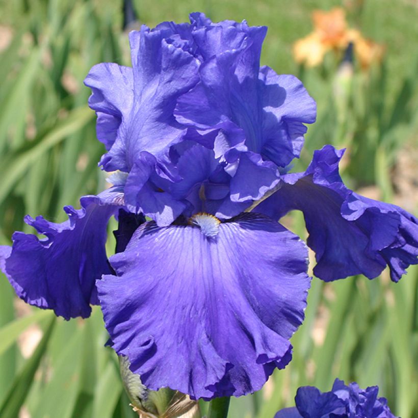 Iris germanica Blenheim Royal - Ship Shape - Iris des Jardins (Floraison)