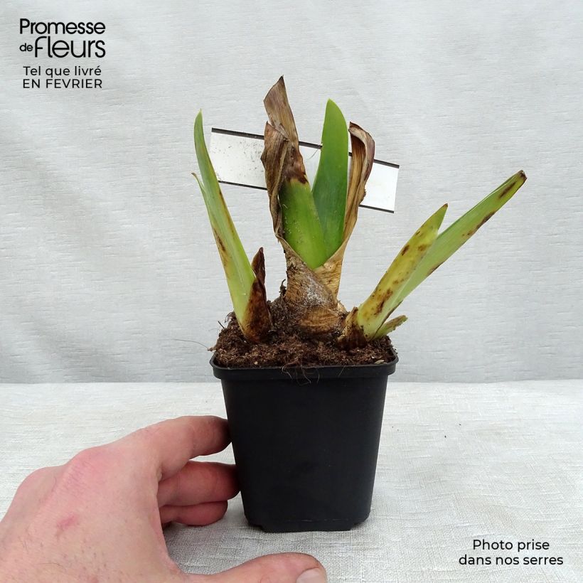 Spécimen de Iris germanica Blenheim Royal - Ship Shape - Iris des Jardins Godet de 8/9 cm, Calibre 4/6 tel que livré en hiver
