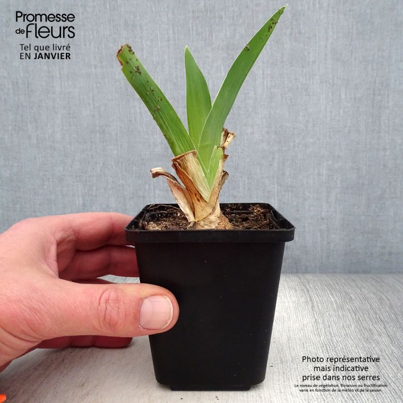 Spécimen de Iris germanica Blue Rhythm - Iris des Jardins Godet de 8/9 cm, Calibre 4/6 tel que livré en hiver