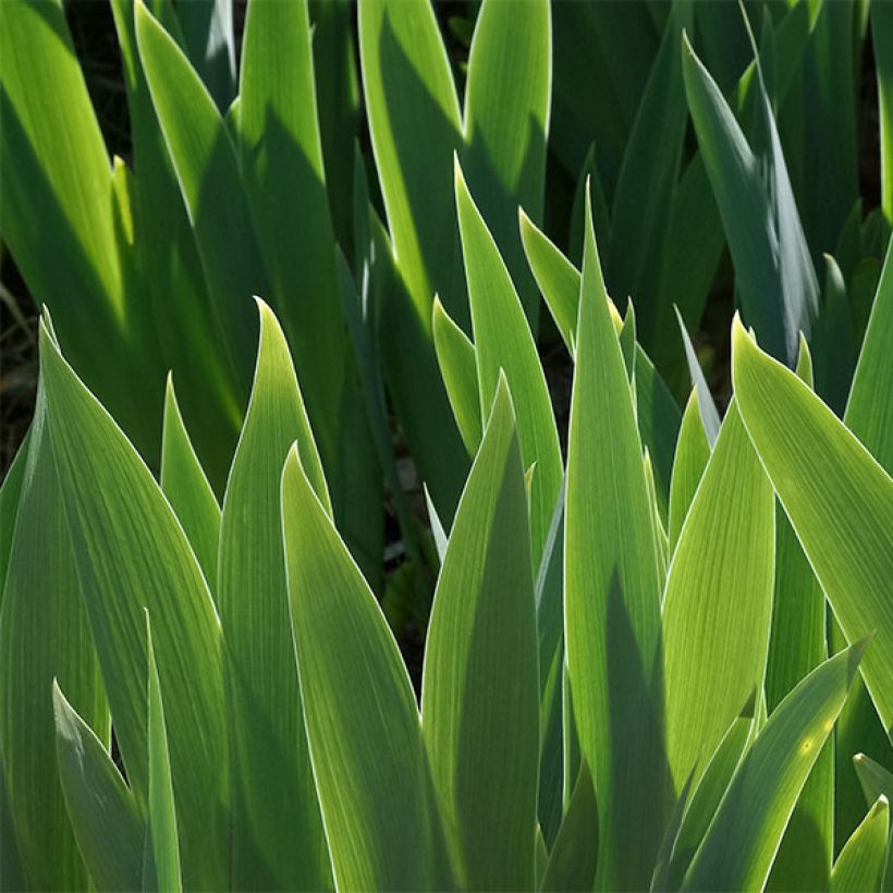 Iris germanica Blueberry Bliss - Iris des Jardins (Feuillage)