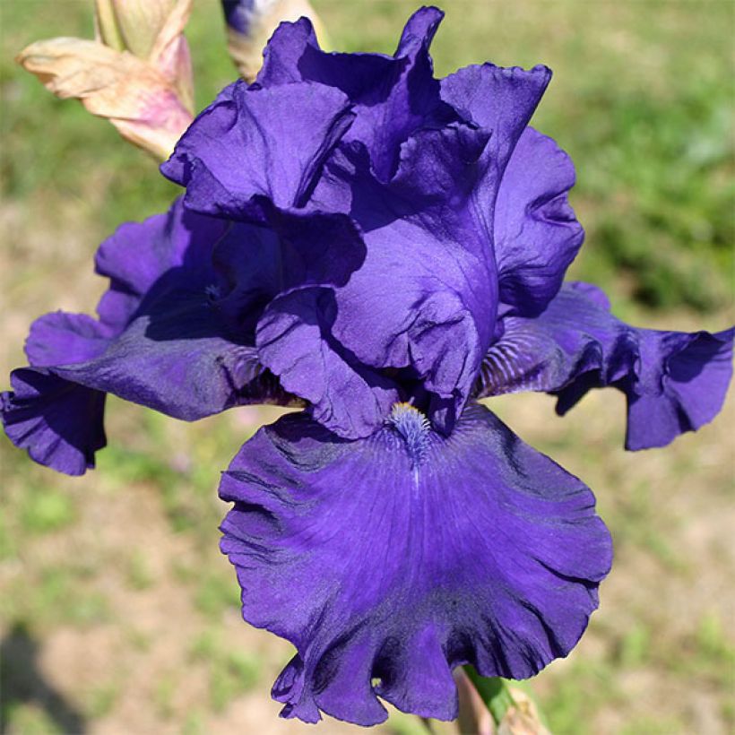 Iris germanica Blueberry Bliss - Iris des Jardins (Floraison)