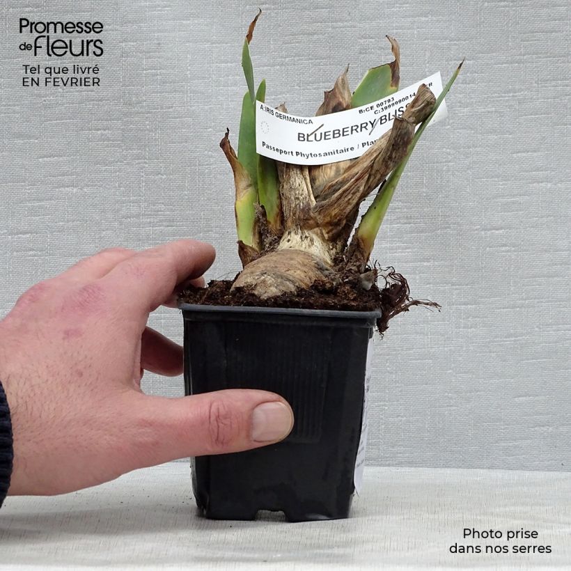 Spécimen de Iris germanica Blueberry Bliss - Iris des Jardins Rhizome tel que livré en hiver