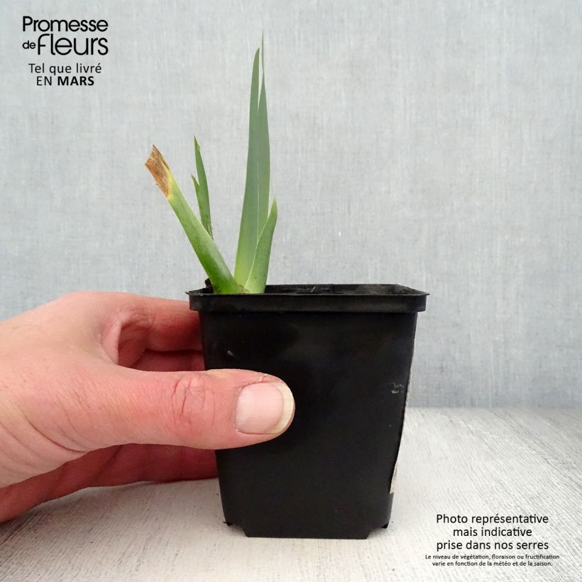 Spécimen de Iris germanica Brin de Folie - Iris des Jardins Rhizome, Calibre 10/15, qualité extra tel que livré au printemps